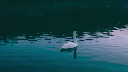 Guia Interactiva: Viaje Interior